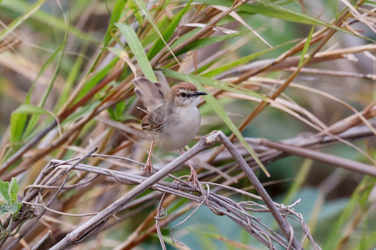 Kilombero Cisticola - ML632164625
