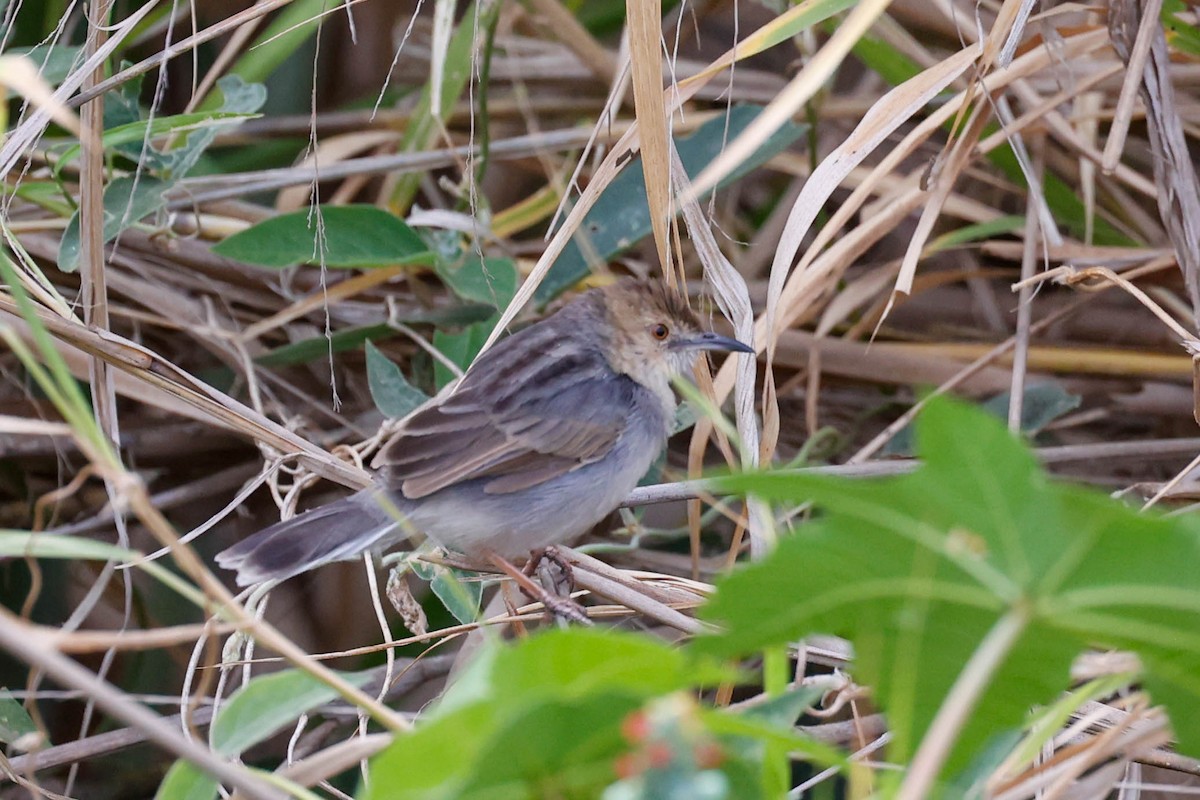 White-tailed Cisticola - ML632164643