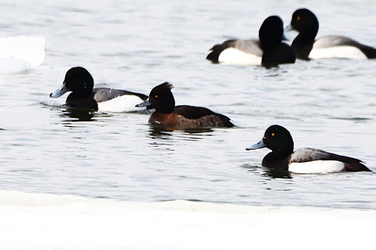 eBird Checklist - 15 Mar 2025 - RécréoParc (Côte-Ste-Catherine) - 13 ...