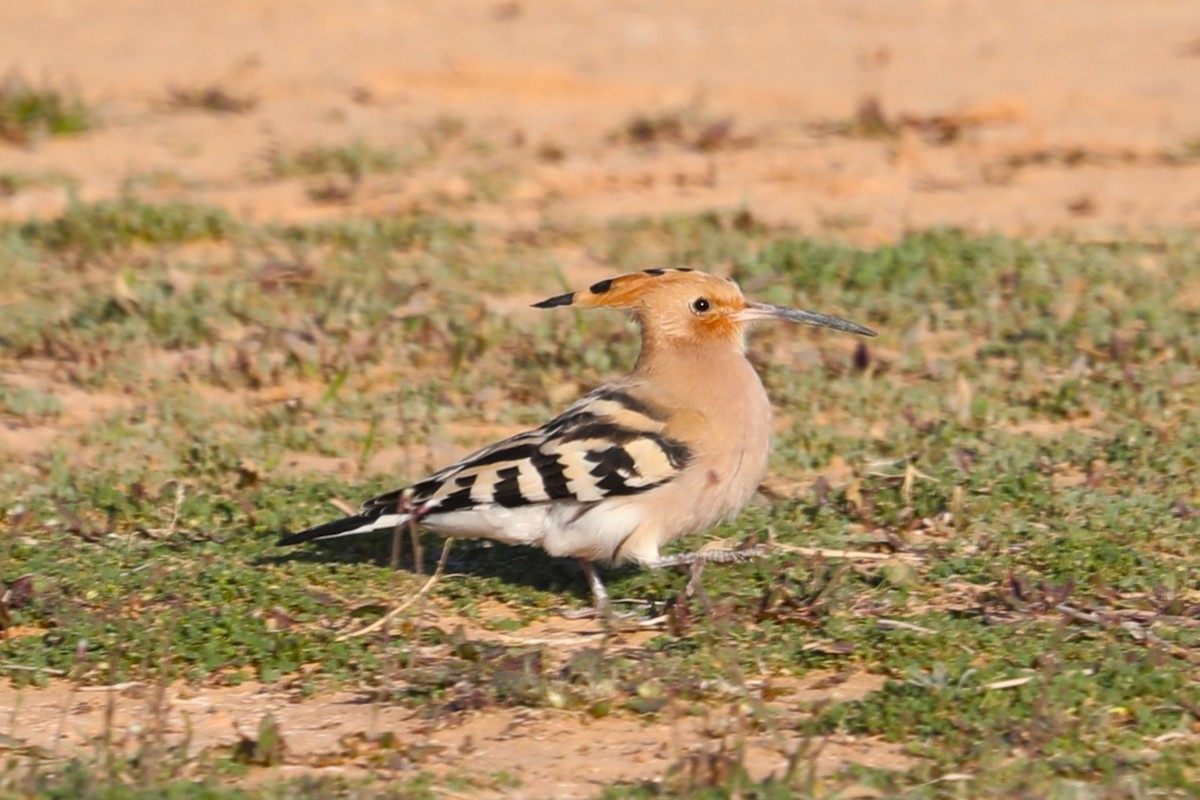 Common Hoopoe - ML632164986