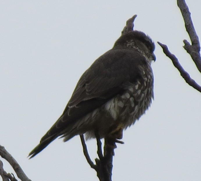 Merlin - ML632165005