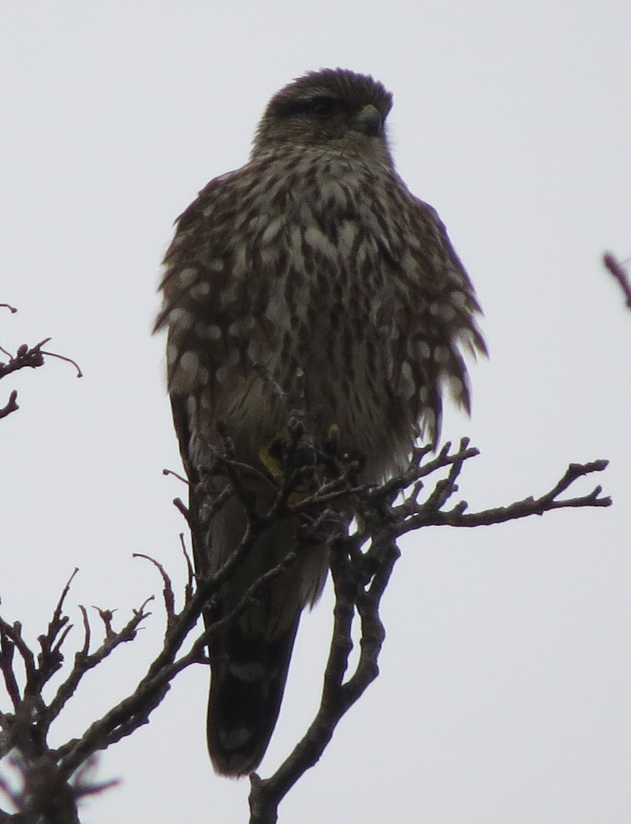 Merlin - ML632165006