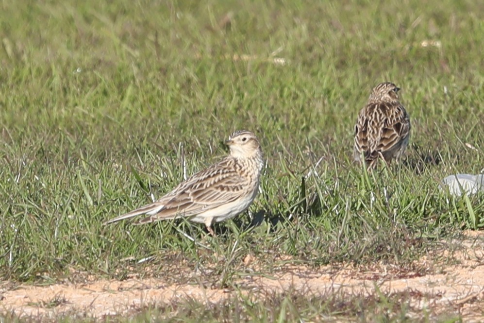 Eurasian Skylark - ML632165012