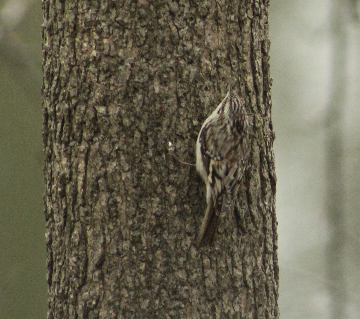 Підкоришник американський - ML632165017