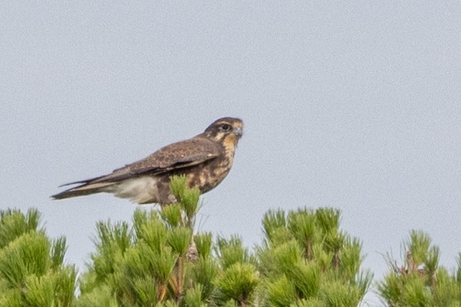 Brown Falcon - ML632165060
