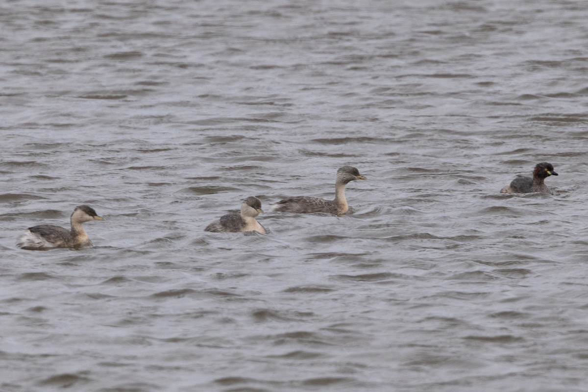 Hoary-headed Grebe - ML632165089
