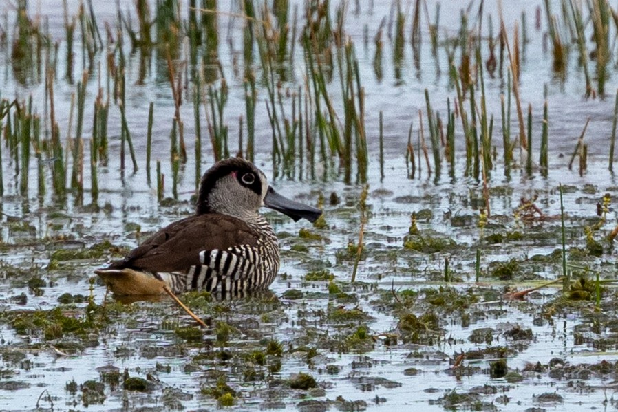 Pink-eared Duck - ML632165121