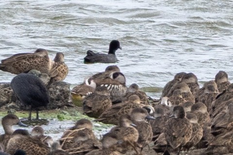 Pink-eared Duck - ML632165250