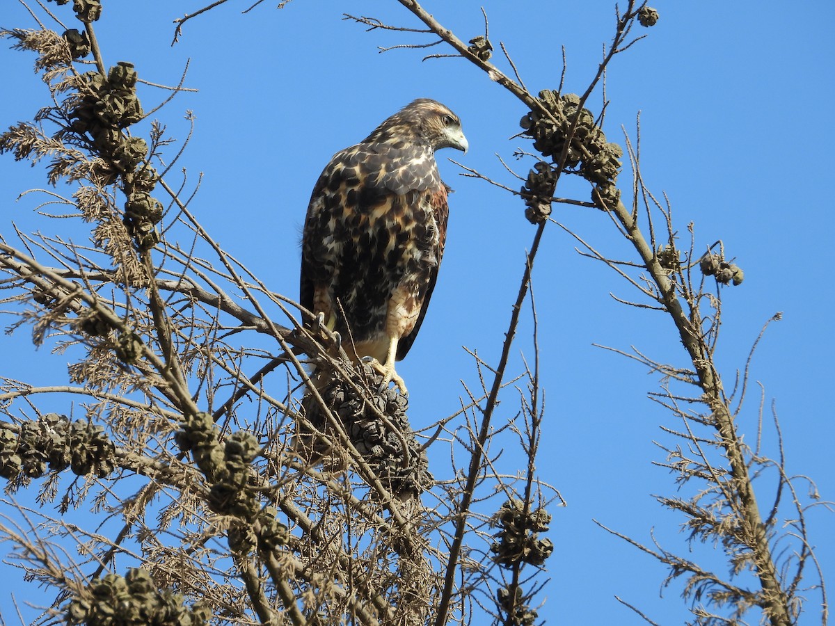 Harris's Hawk - ML632165275