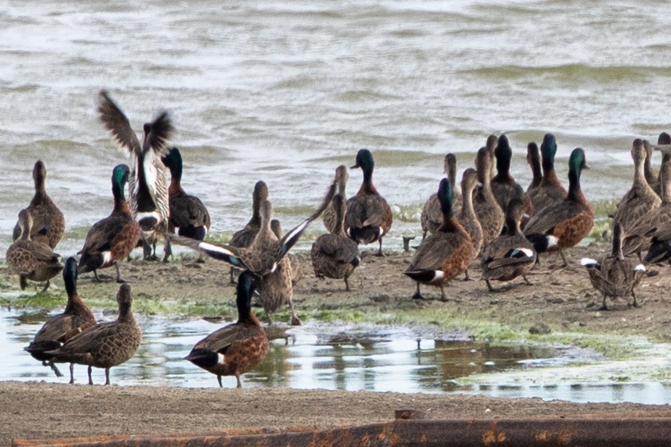 Chestnut Teal - ML632165298