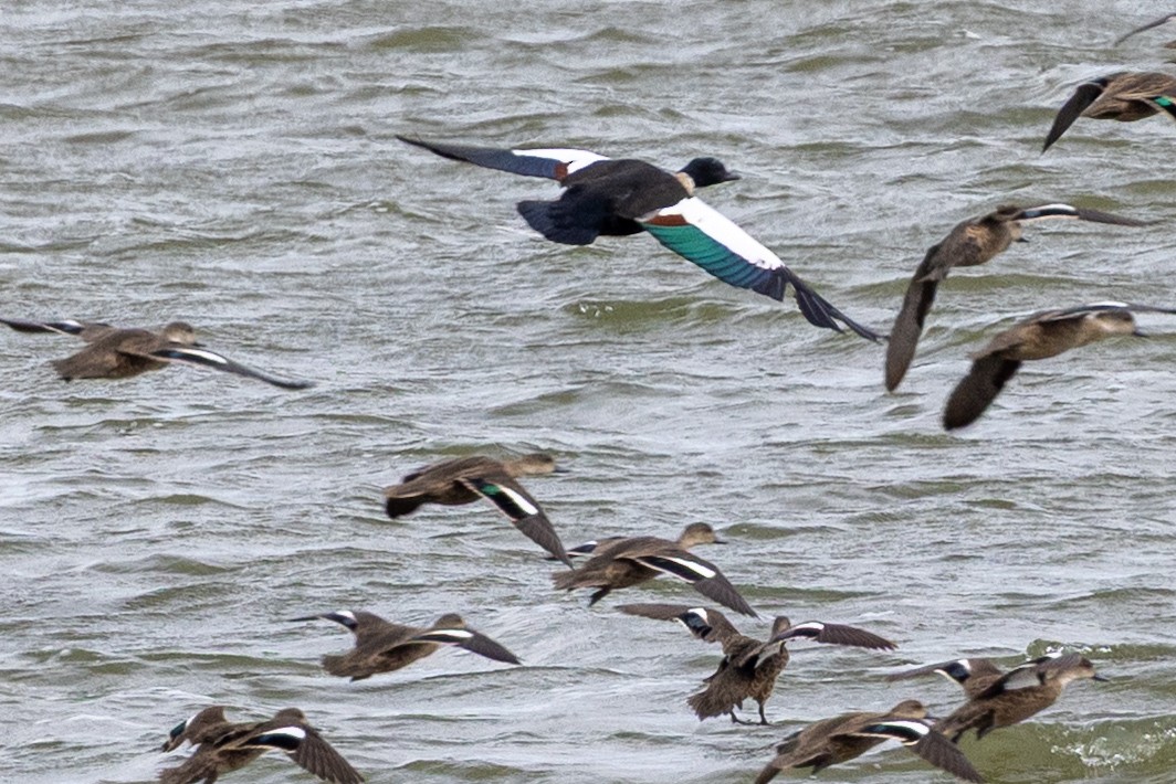 Australian Shelduck - ML632165308