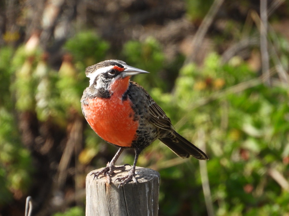 Long-tailed Meadowlark - ML632165328