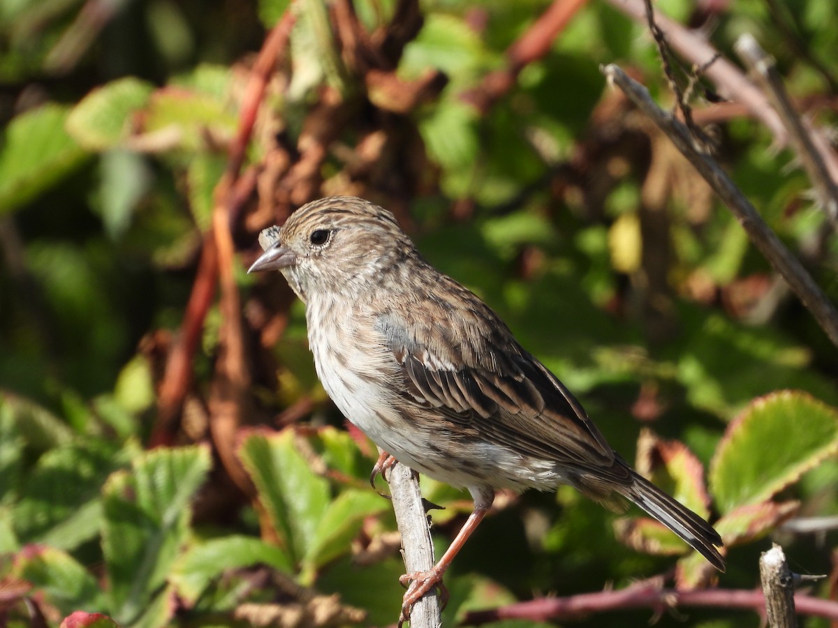 Band-tailed Sierra Finch - ML632165392
