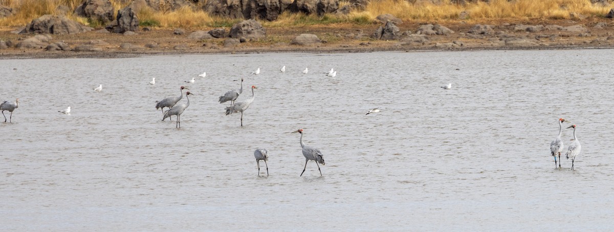 Brolga - ML632165430