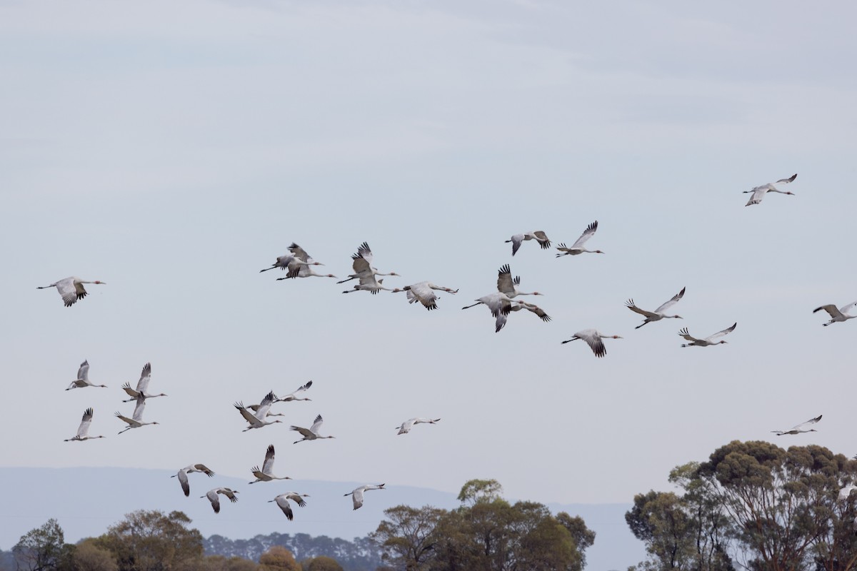 Brolga - ML632165431
