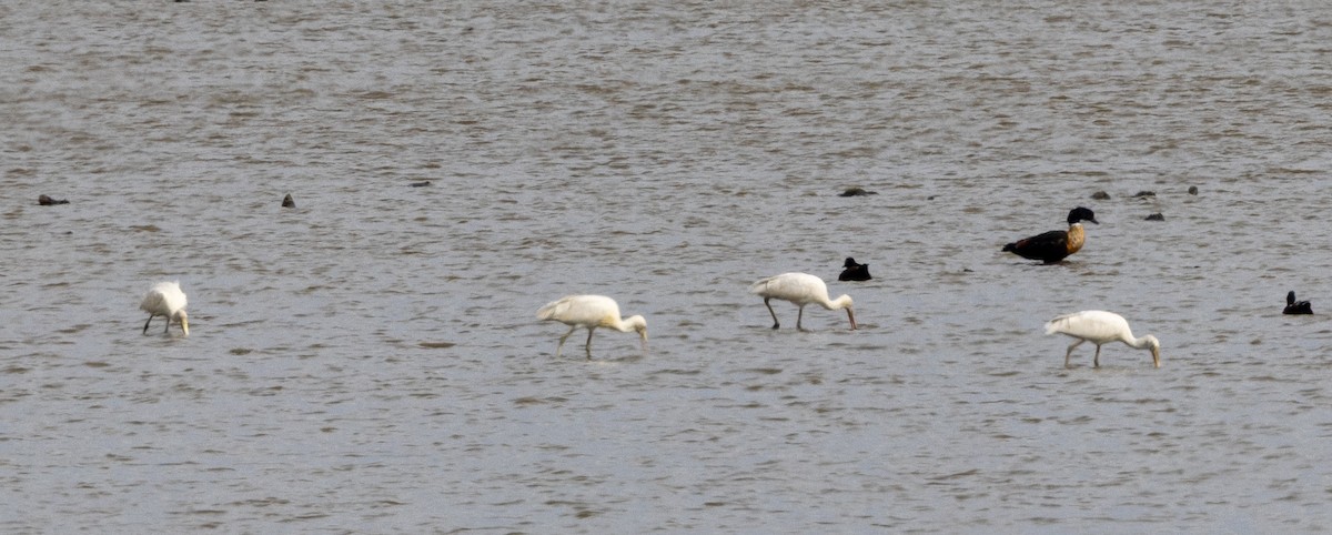 Yellow-billed Spoonbill - ML632165450