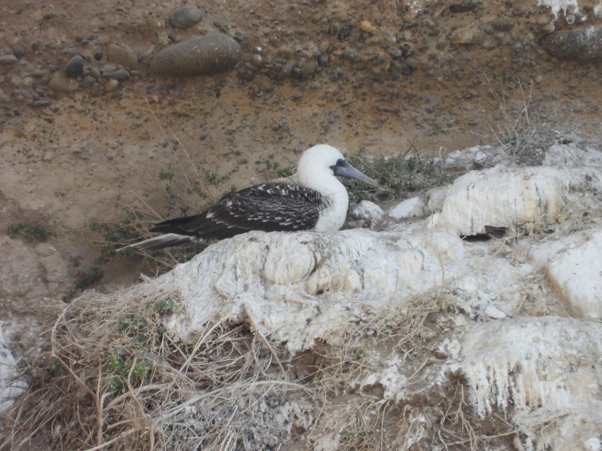 Peruvian Booby - ML632165468