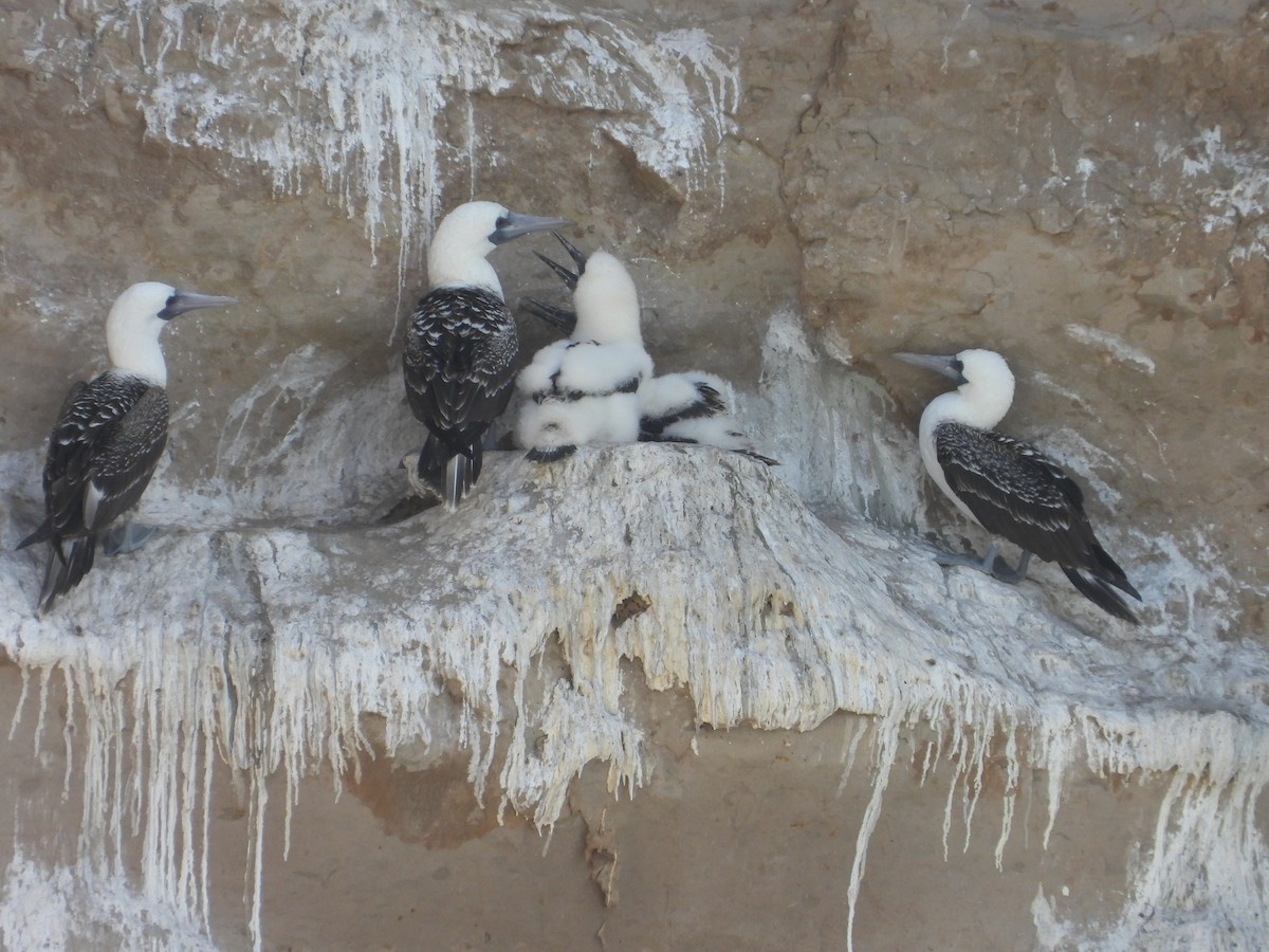 Peruvian Booby - ML632165469