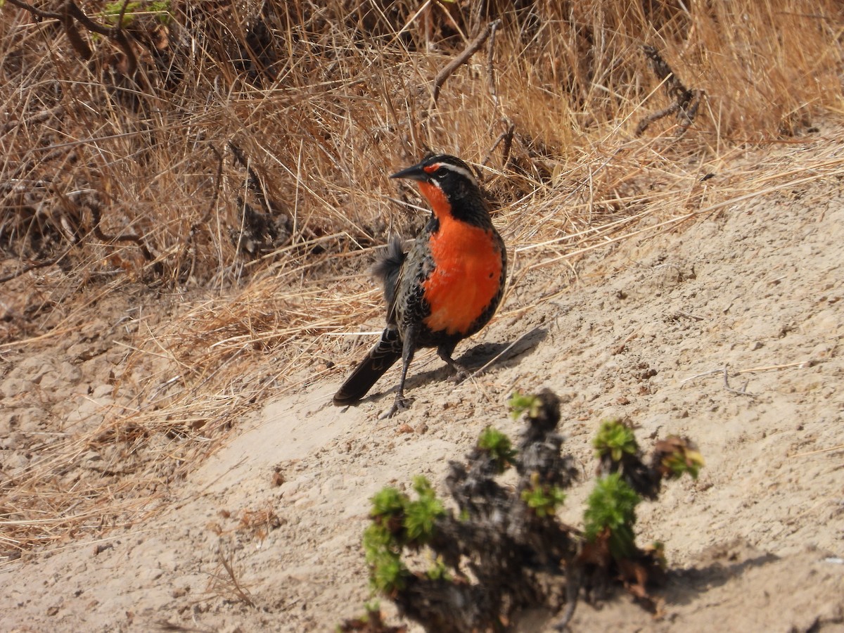 Long-tailed Meadowlark - ML632165511