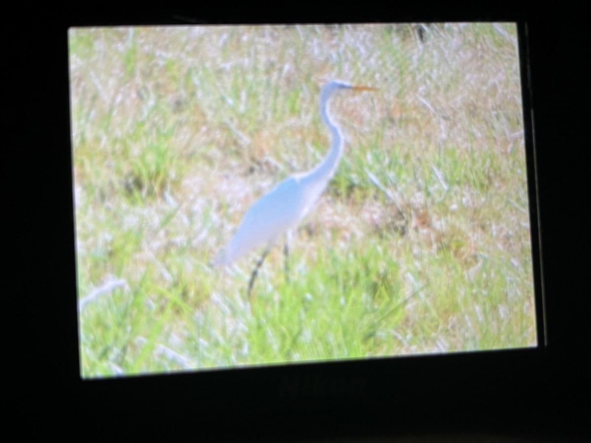 Great Egret - ML632165523