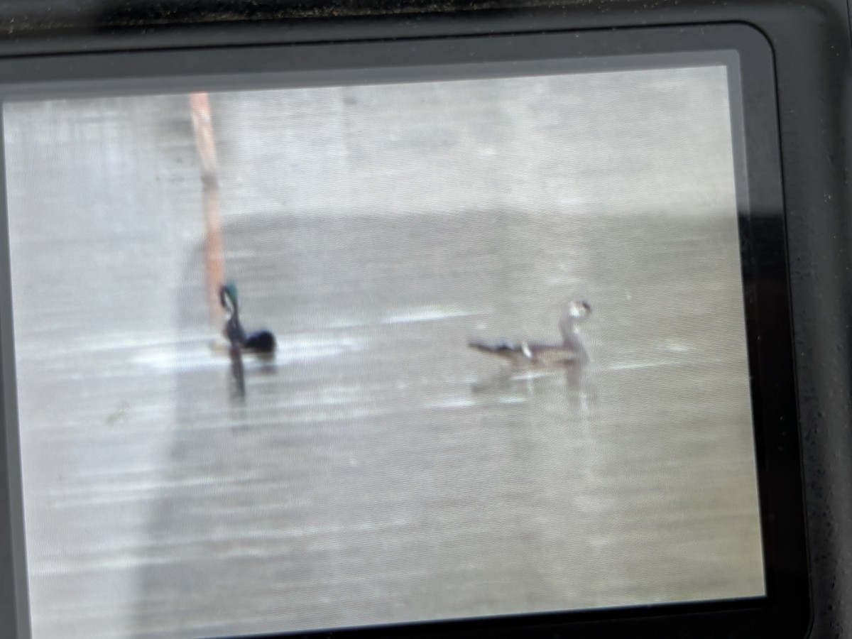 Wood Duck - ML632165533