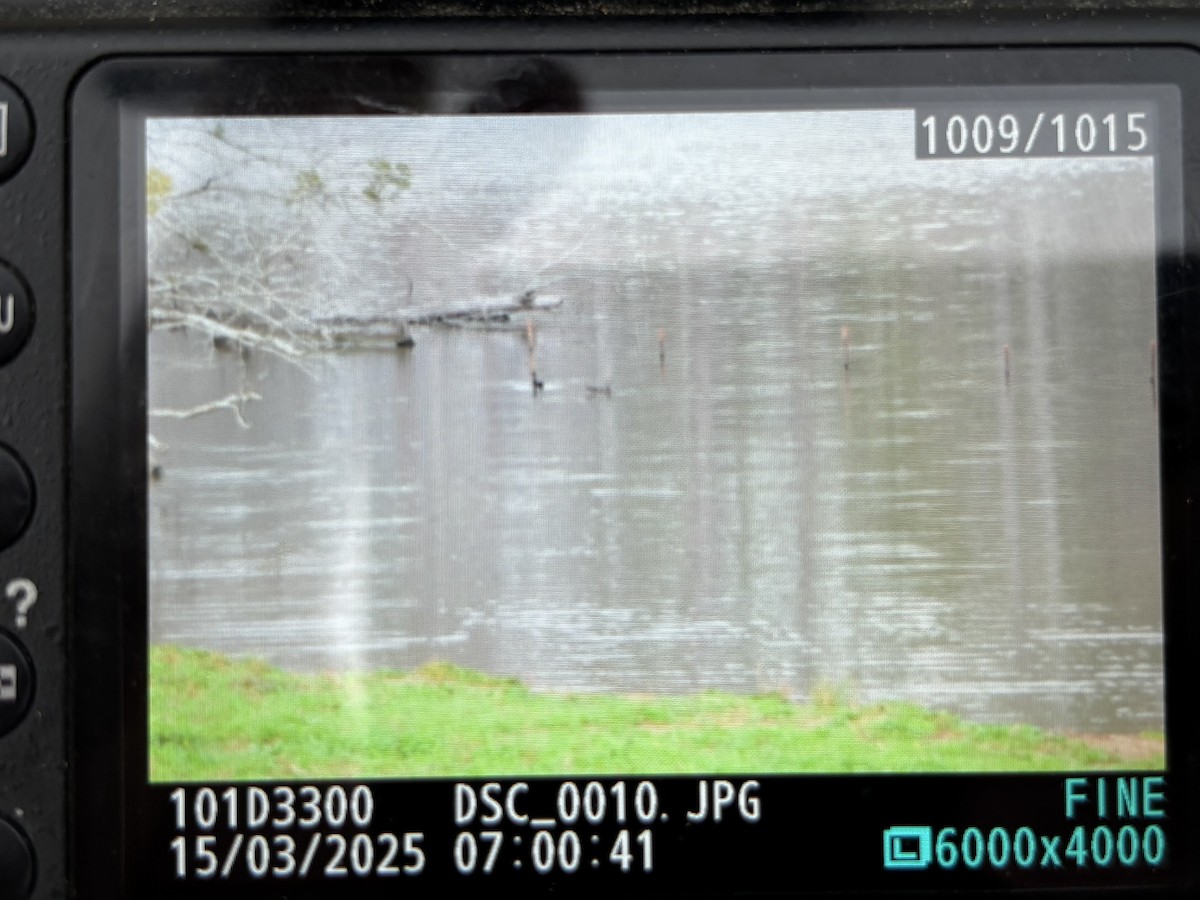 Wood Duck - ML632165534