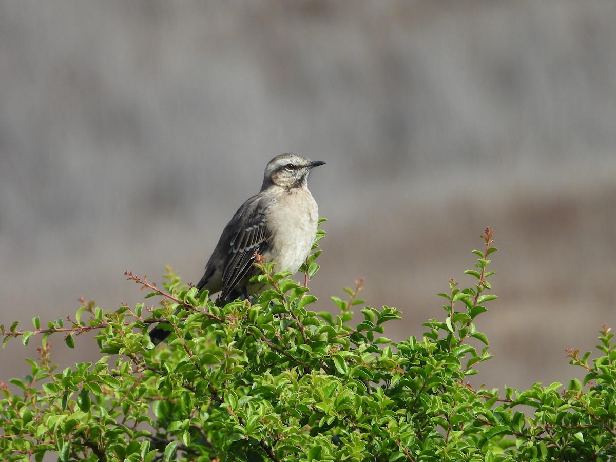 Chilean Mockingbird - ML632165550