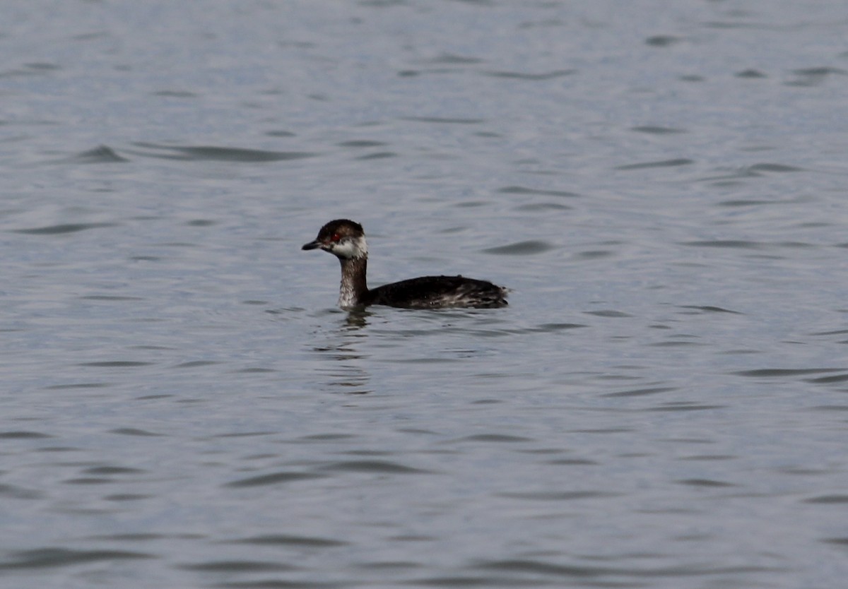 horndykker - ML632165607