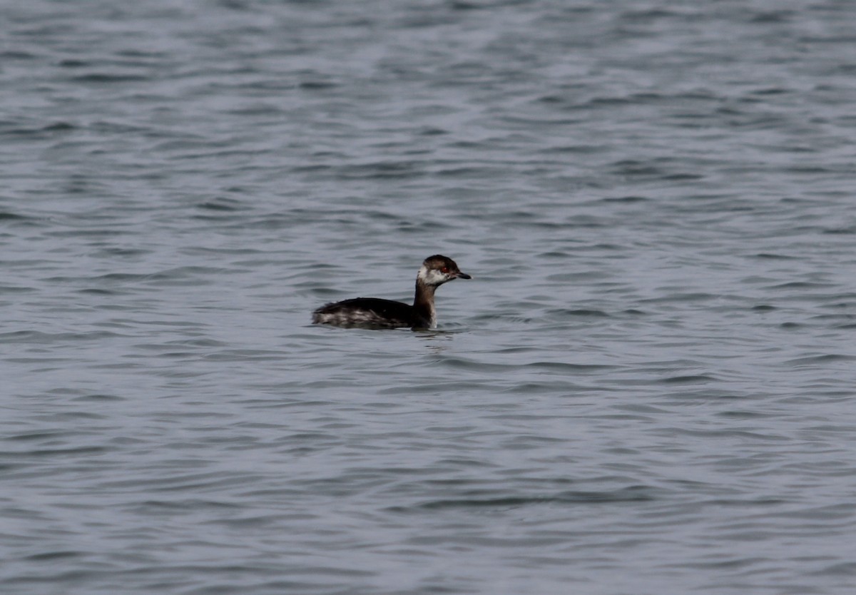 horndykker - ML632165608