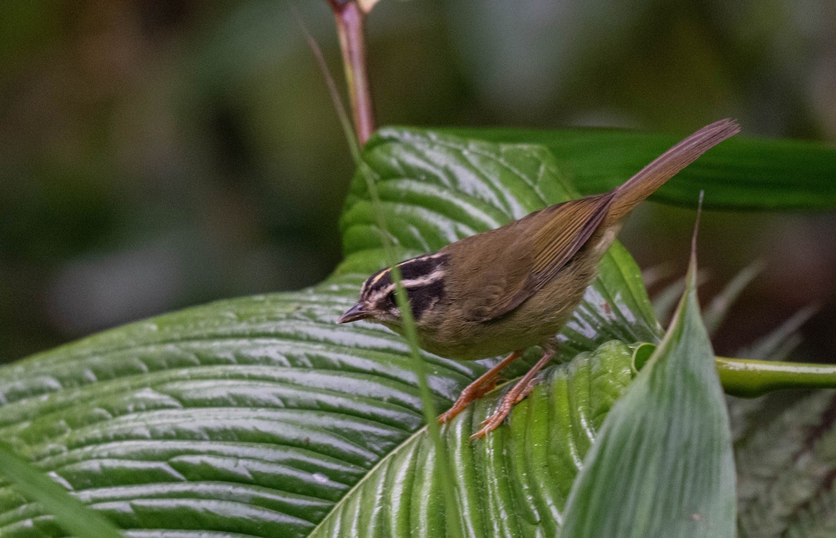 Three-striped Warbler (daedalus) - ML632165664