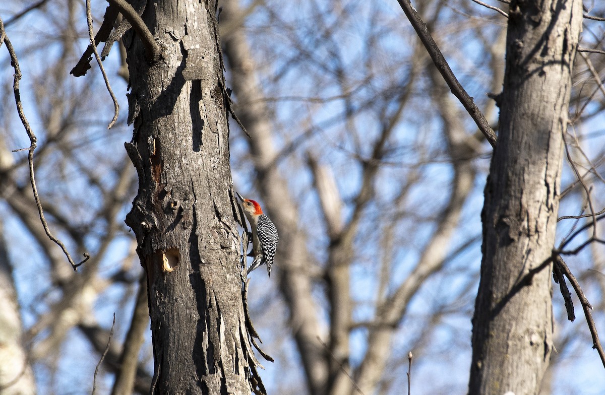 Red-bellied Woodpecker - ML632165875