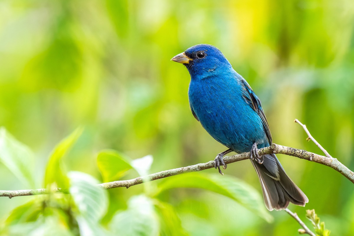 Indigo Bunting - ML632165881