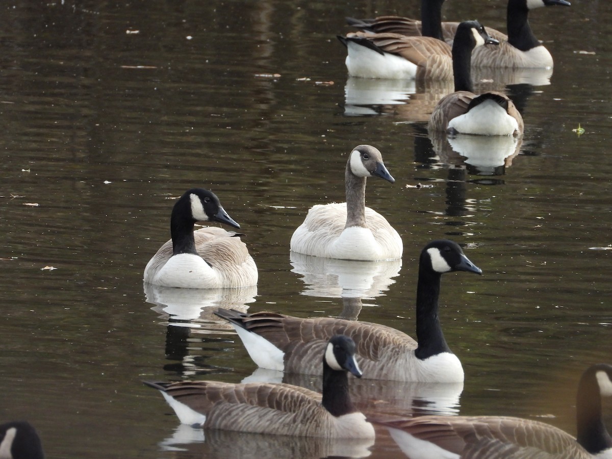 Canada Goose - ML632166033