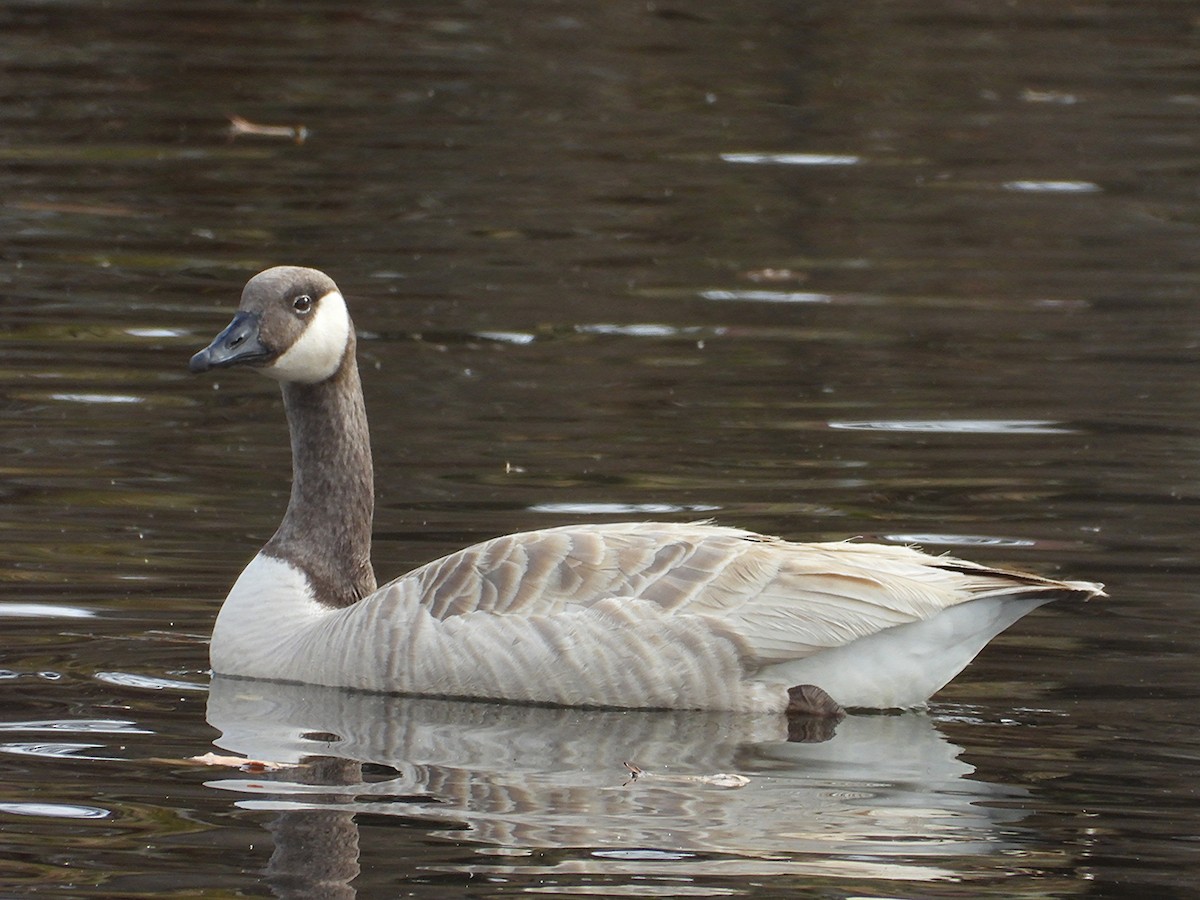 Canada Goose - ML632166090