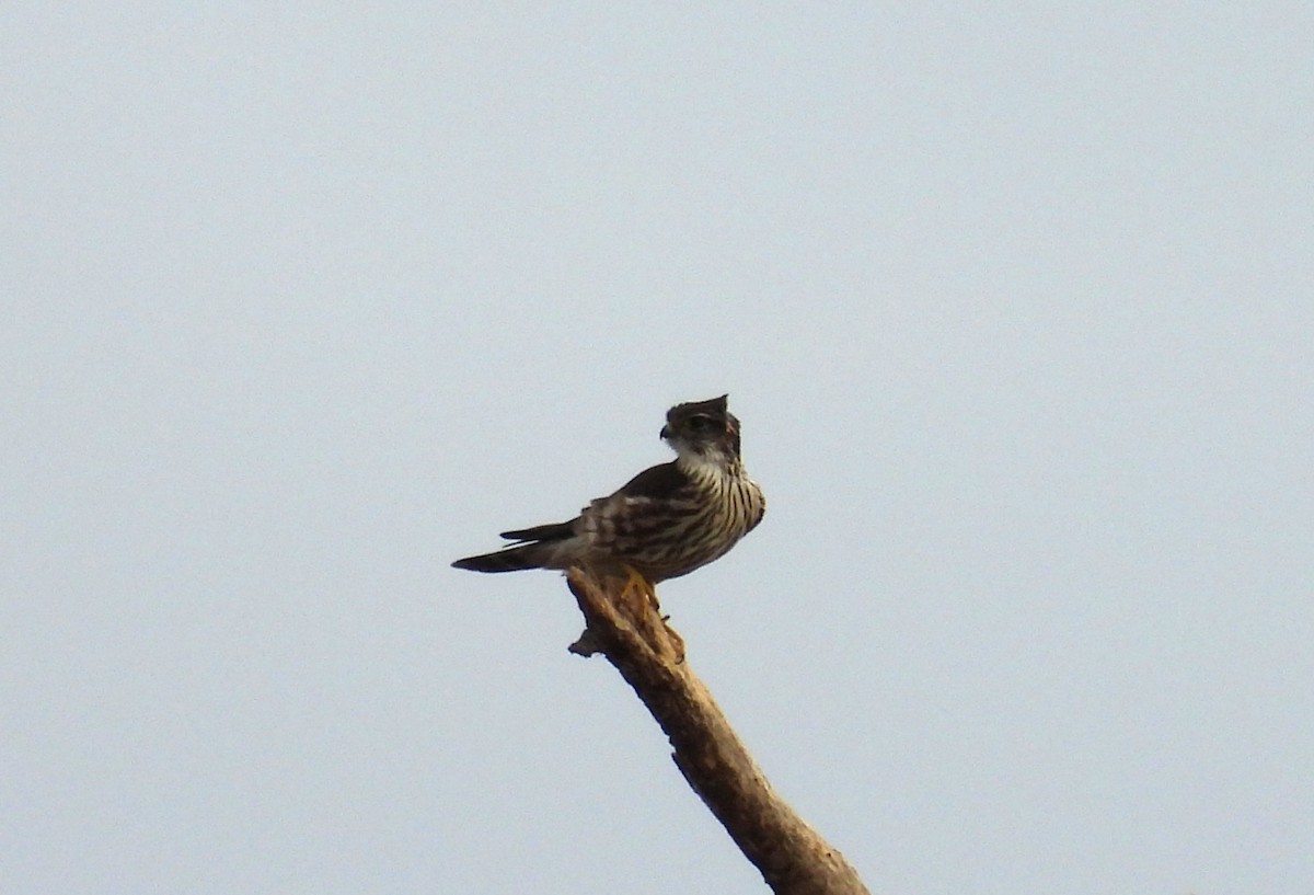 Merlin - ML632166106