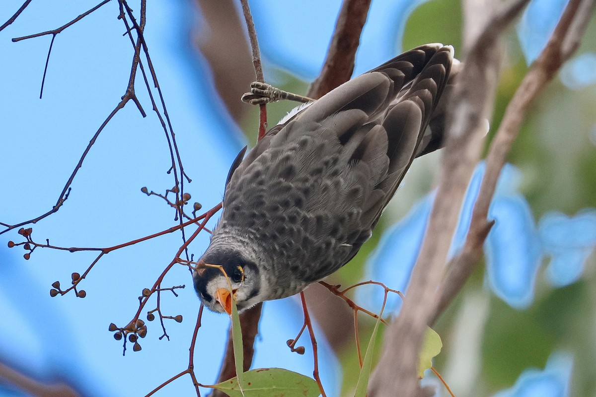 Noisy Miner - ML632166321