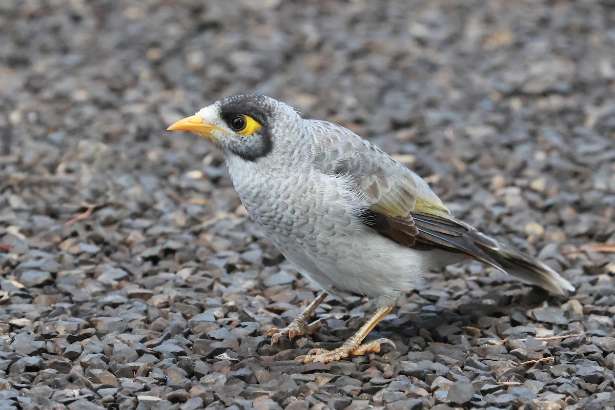 Noisy Miner - ML632166326