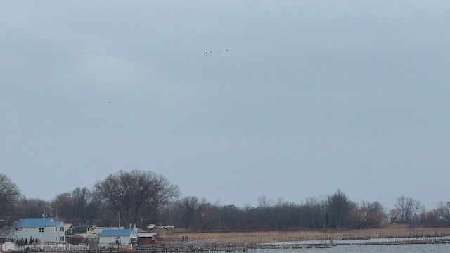 Журавель канадський (підвид tabida/rowani) - ML632166330