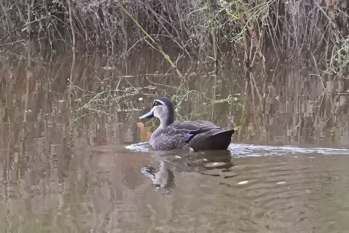 Pacific Black Duck - ML632166332
