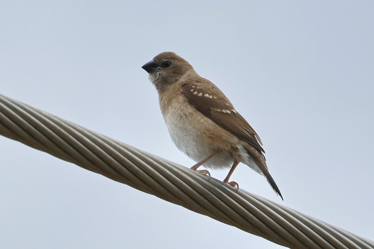 Plum-headed Finch - ML632166349