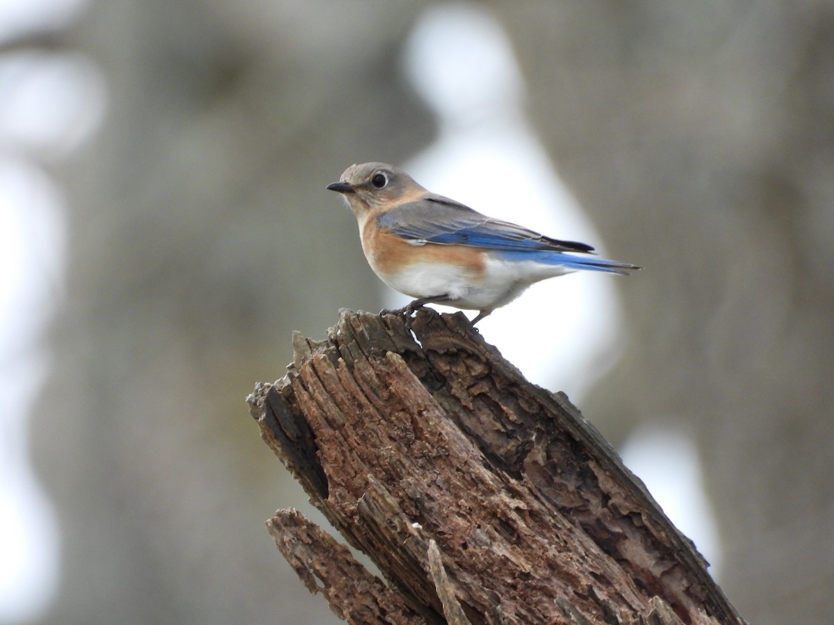Eastern Bluebird - ML632166351