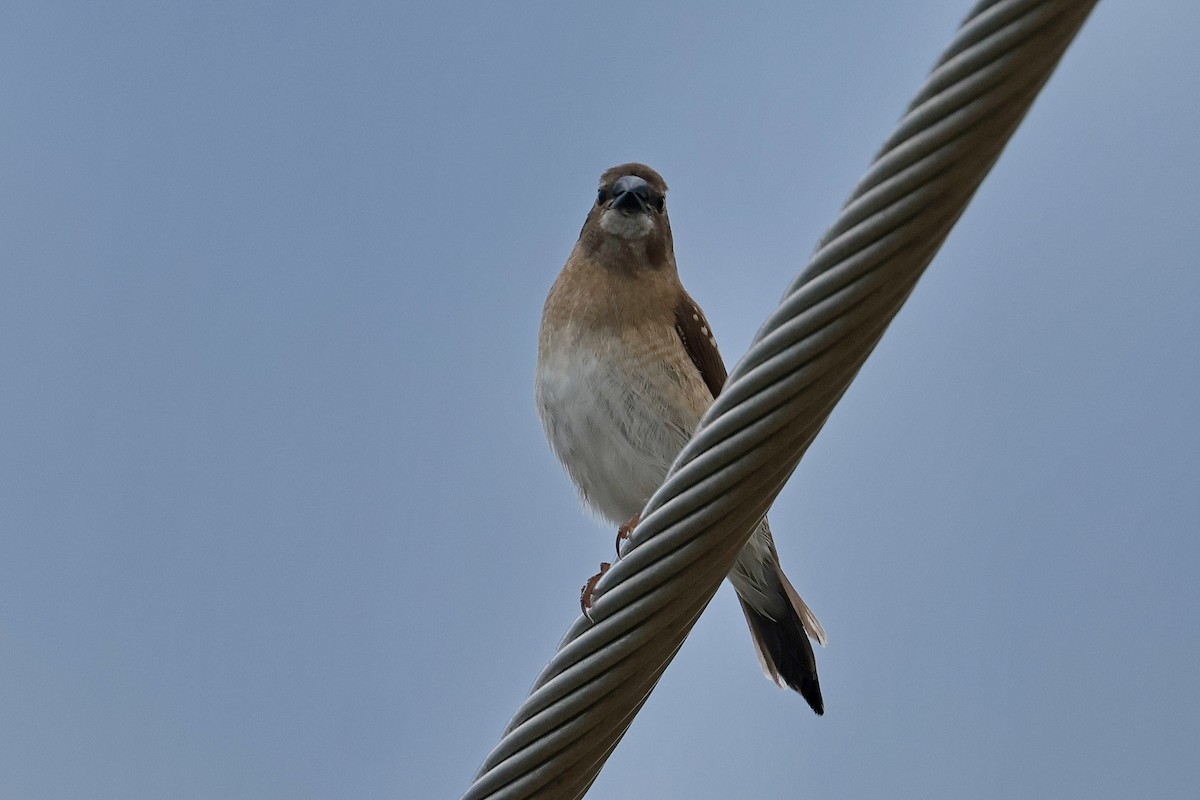Plum-headed Finch - ML632166354