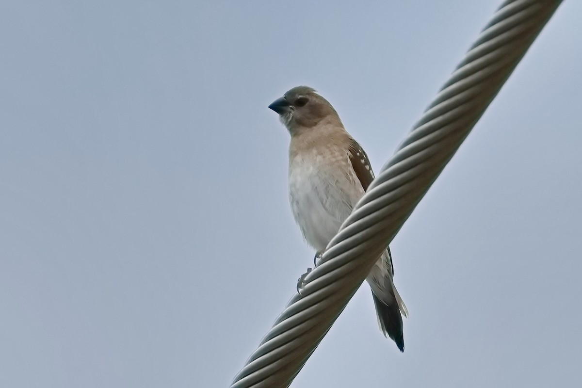 Plum-headed Finch - ML632166355