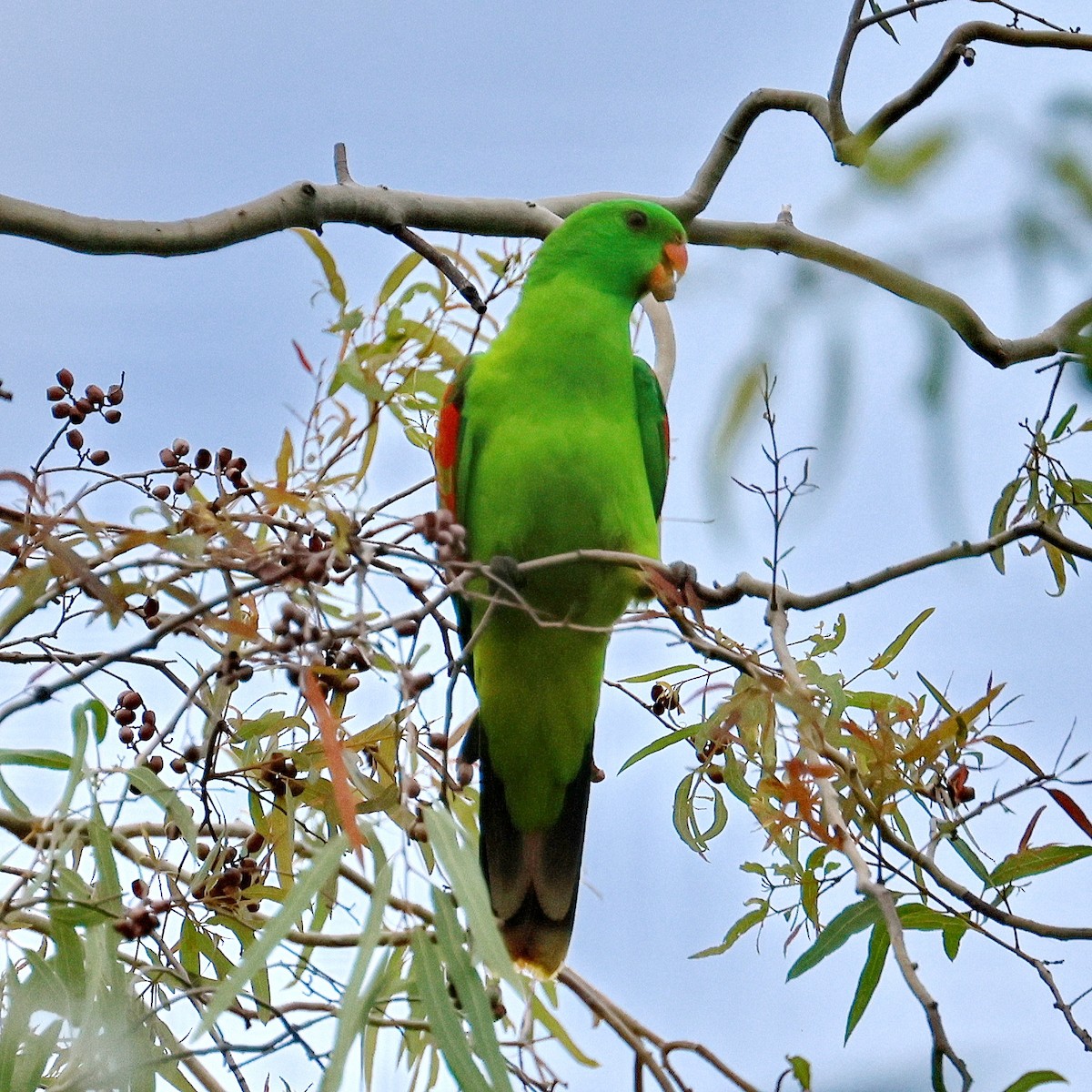 Red-winged Parrot - ML632166360