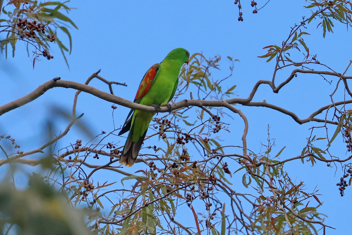 Red-winged Parrot - ML632166368