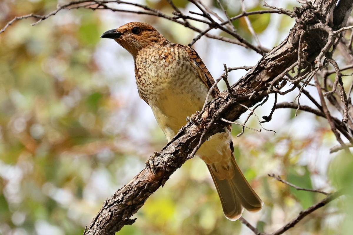 Spotted Bowerbird - ML632166374