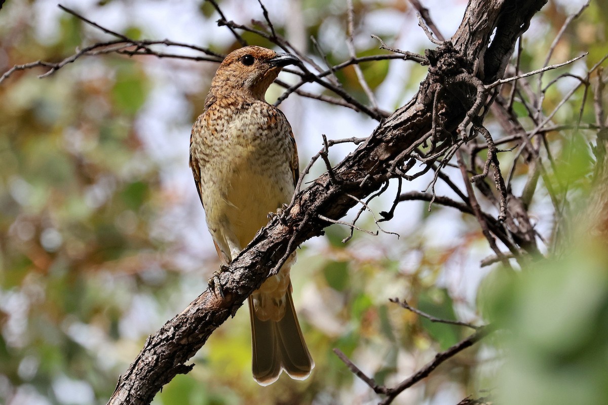 Spotted Bowerbird - ML632166386