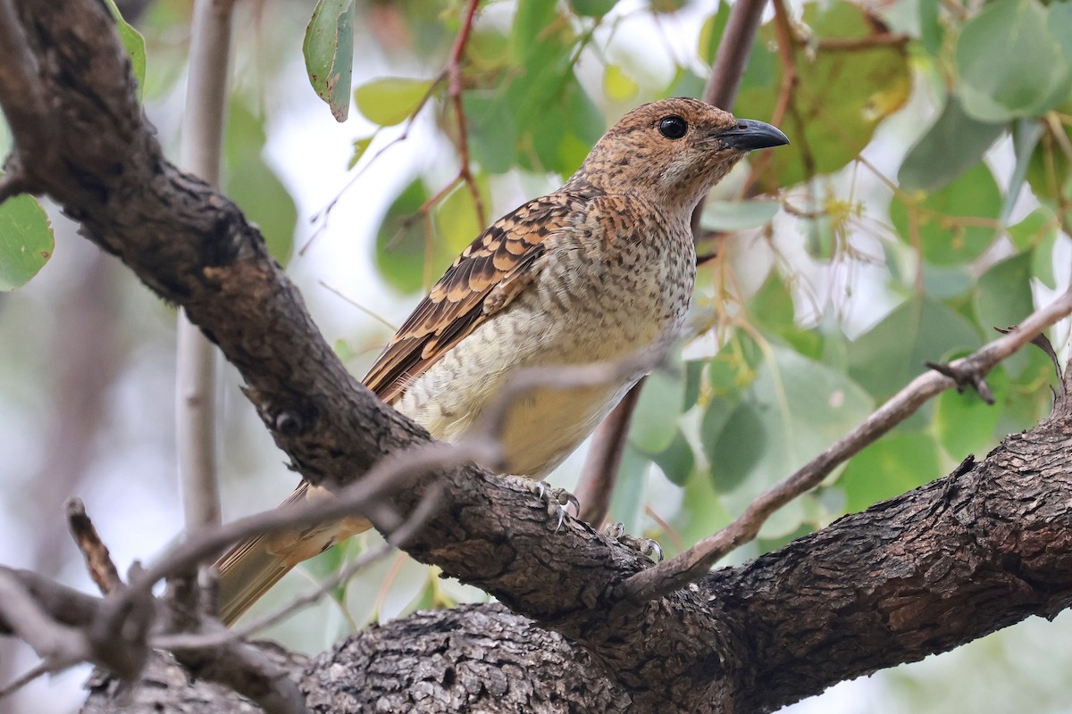 Spotted Bowerbird - ML632166391
