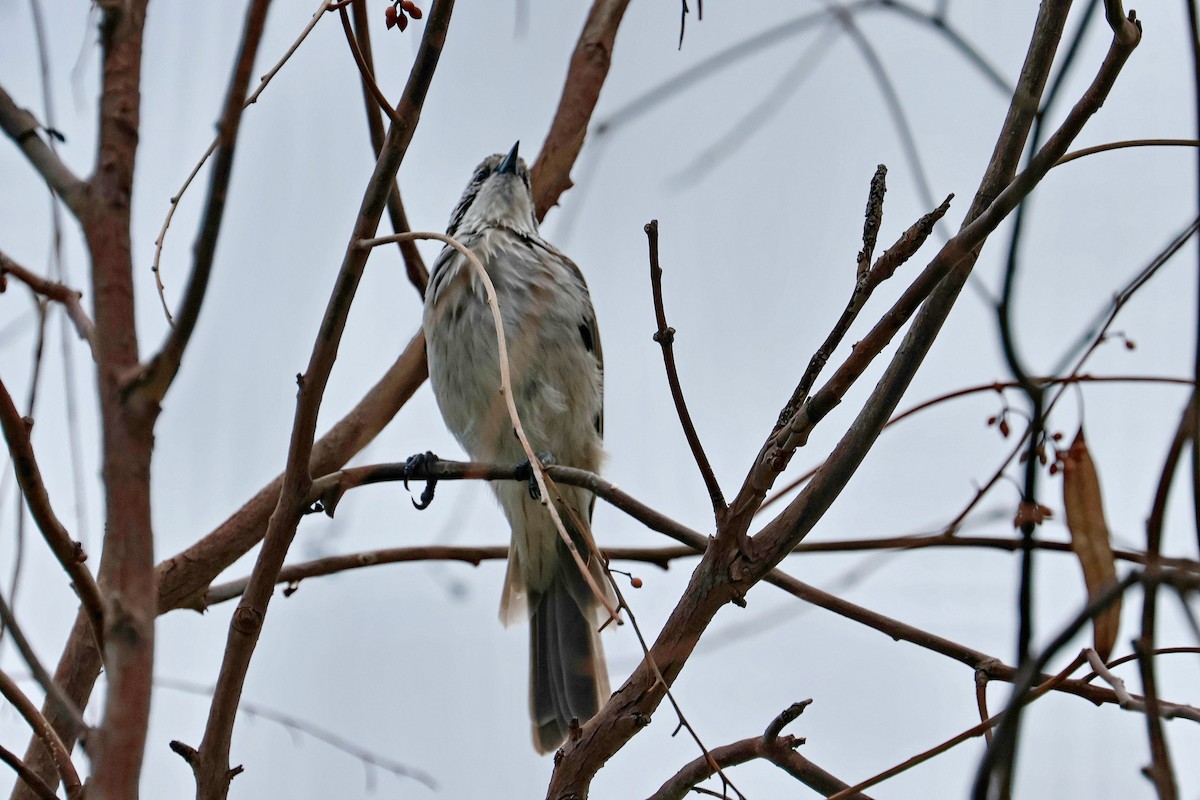 Striped Honeyeater - ML632166402