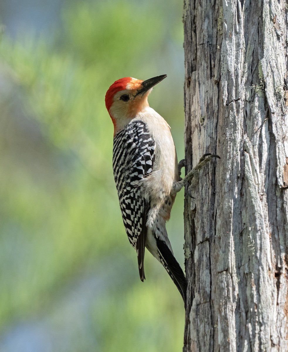 Red-bellied Woodpecker - ML632166415